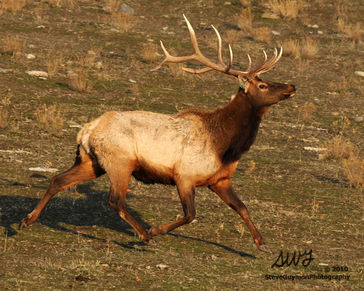 trotting-elk