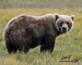 grazing-bear