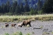 grizzly-family