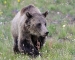 young-grizzly-2-web