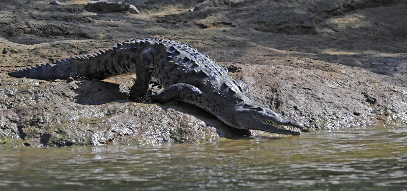 sumidero-crocodile