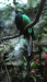 quetzal