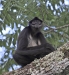 tikal-squirrel-monkey