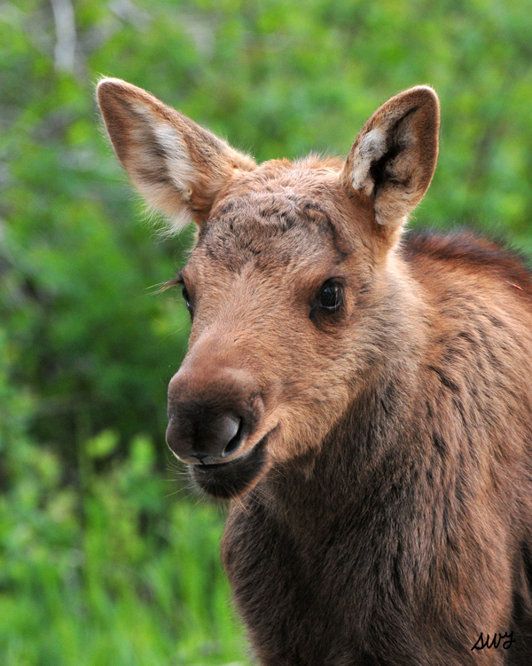 moose-calf