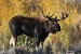 broadside-moose