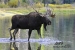 wading-moose