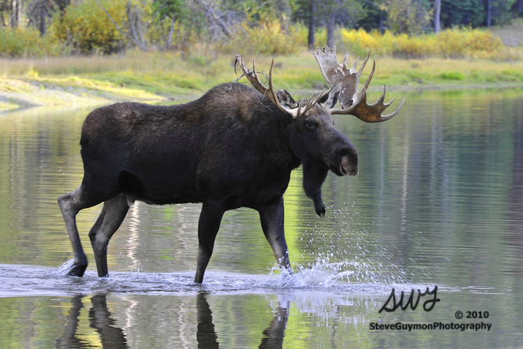 wading-moose