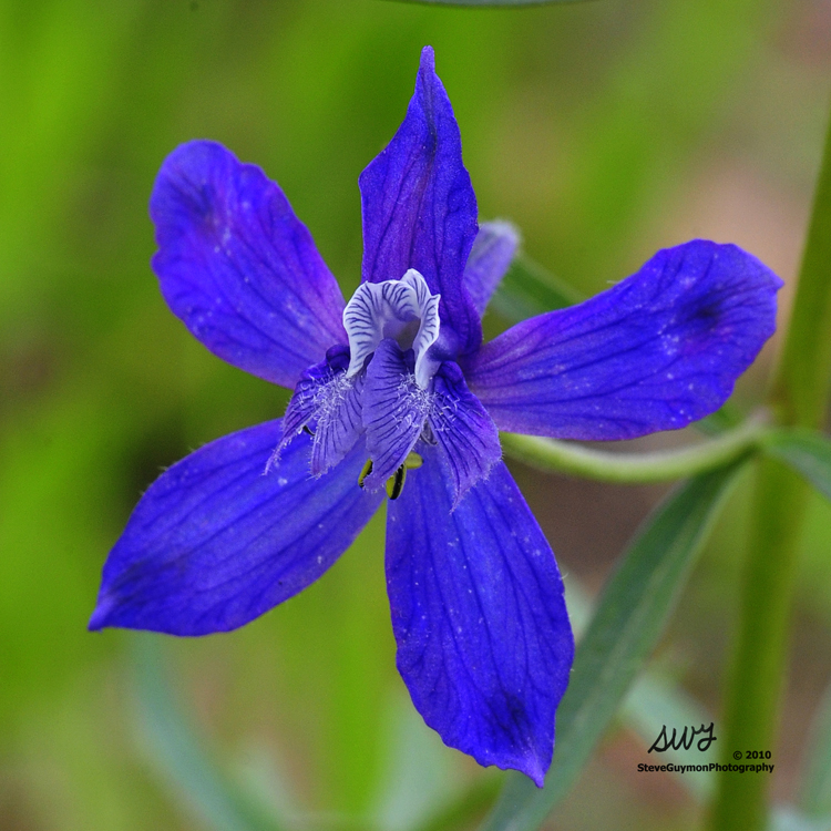 blue-mountain-orchid