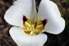 Wild Flowers