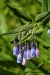 blue-bonnet_0