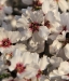 california-almond-blossoms