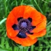 poppy-detail