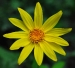 yellow-daisy