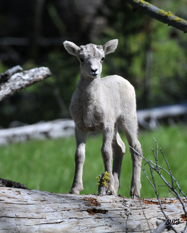 bighorn-lamb