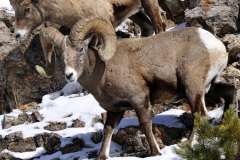 Bighorn Sheep